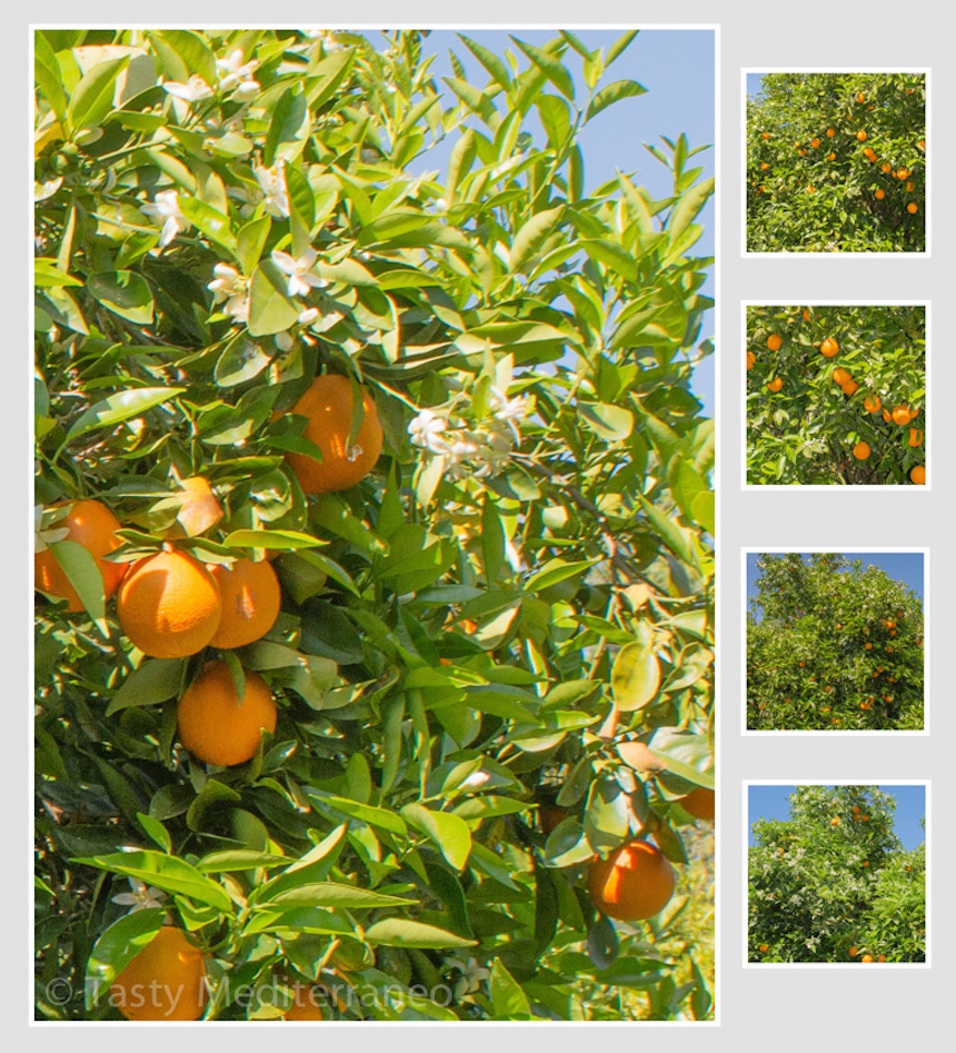 tasty-mediterraneo-muffins-orange-olive-oil-healthy-recipe-orange-trees