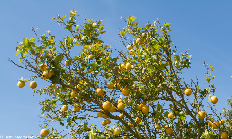 tasty-mediterraneo-lemon-tree