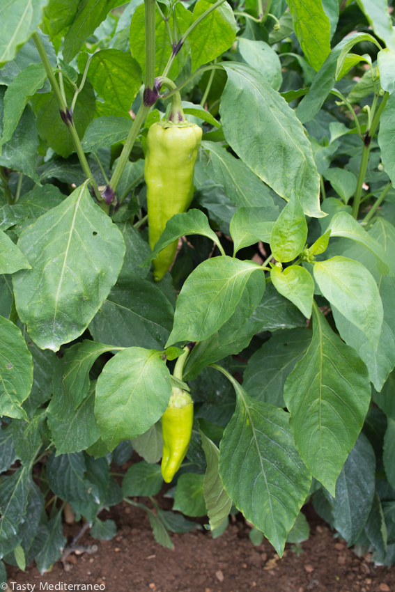 tasty-mediterraneo-mediterranean-pepper-plant