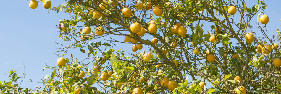Tasty-Mediterraneo-lemon-tree