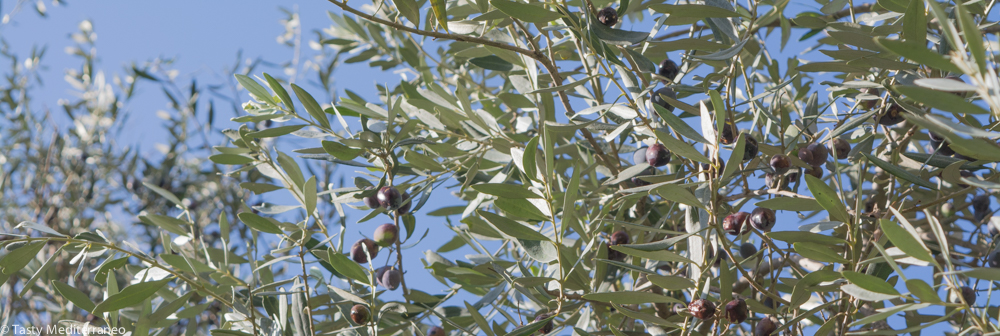 Tasty-Mediterraneo-olive-tree-Beirut