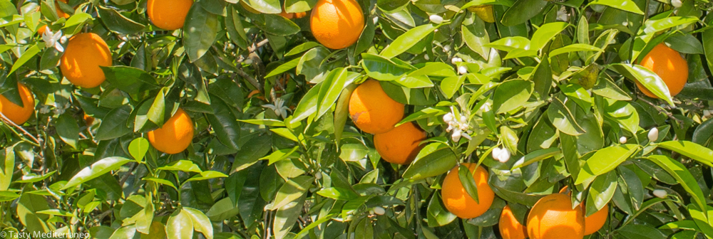 Tasty-Mediterraneo-orange-tree-Mallorca