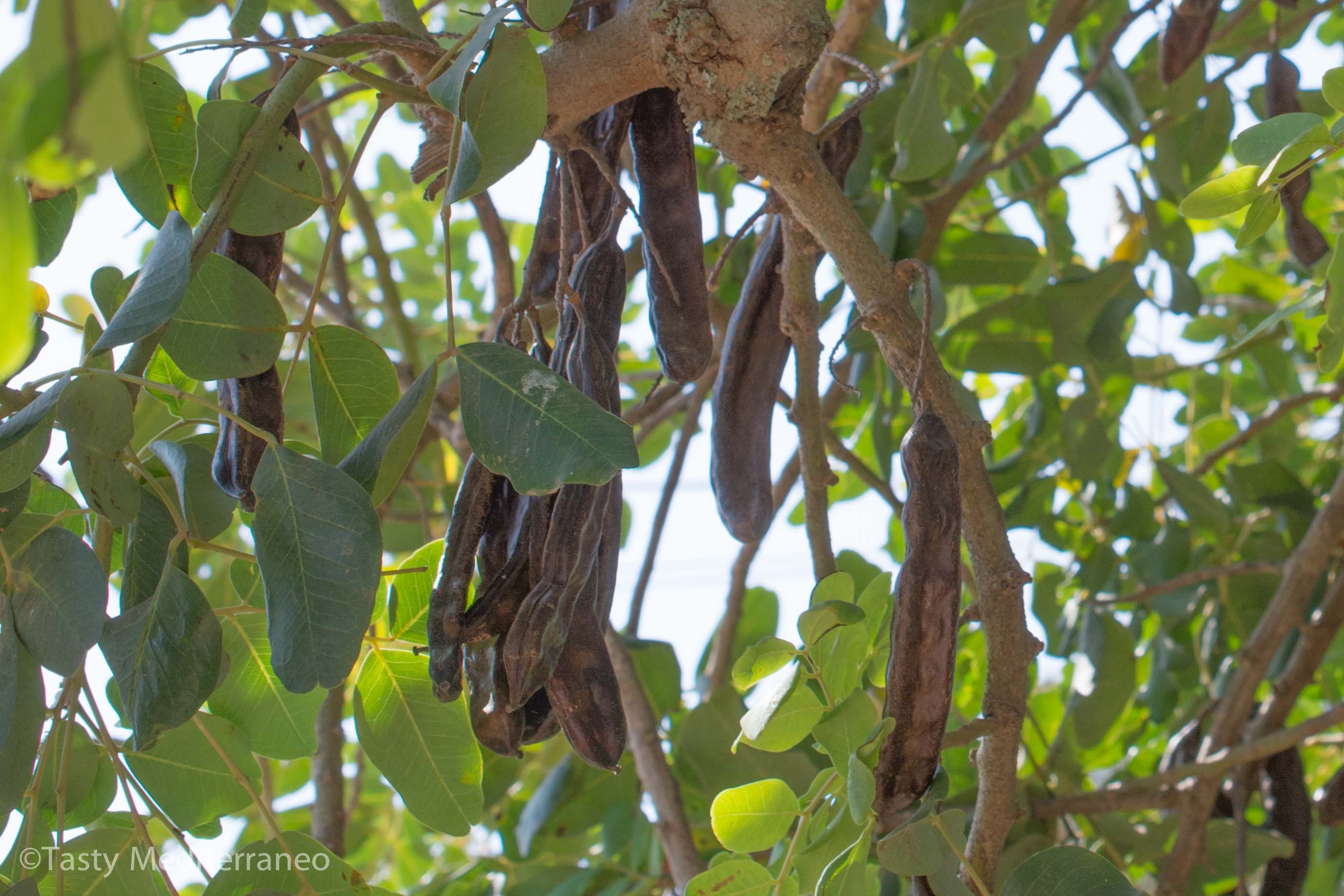 tasty-mediterraneo-carob-trees